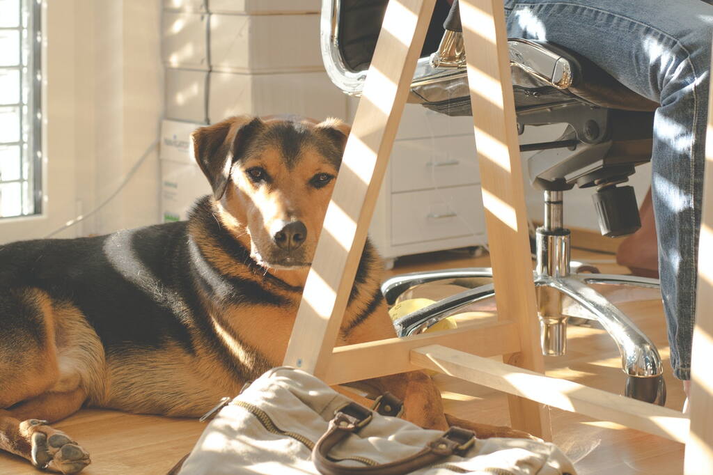 pets-at-work-la-nueva-tendencia-que-mejora-el-ambiente-laboral pets-at-work-la-nueva-tendencia-que-mejora-el-ambiente-laboral